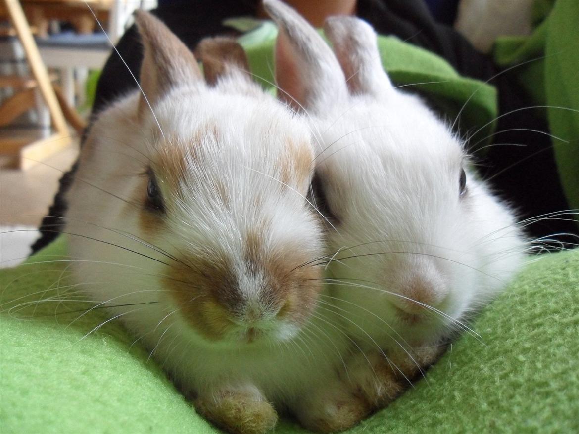 Kanin Majs' lille Chili billede 8