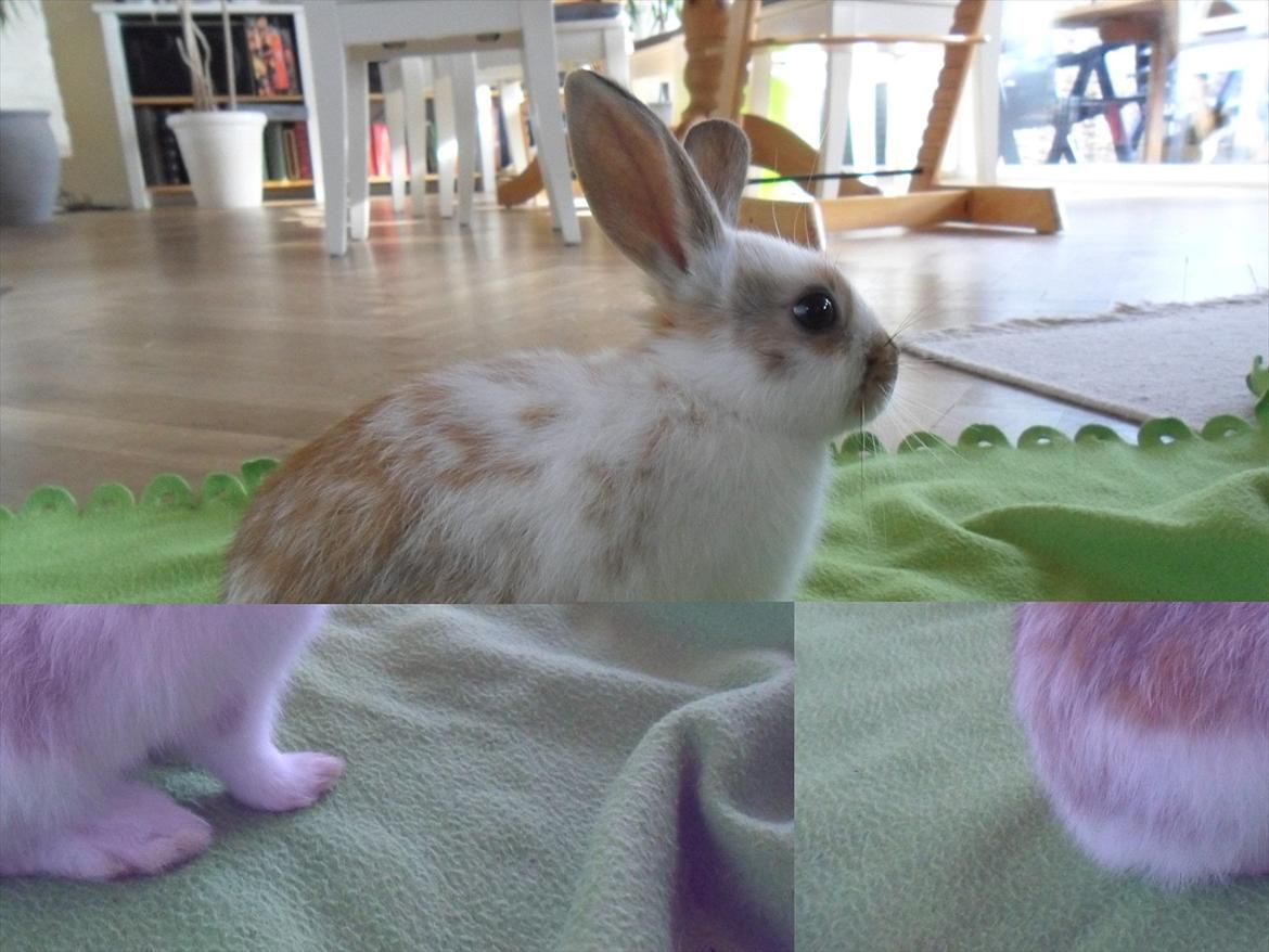 Kanin Majs' lille Chili billede 9