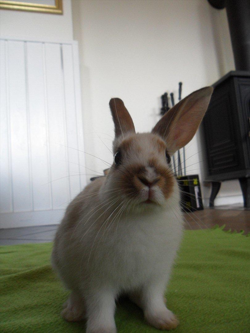 Kanin Majs' lille Chili billede 10