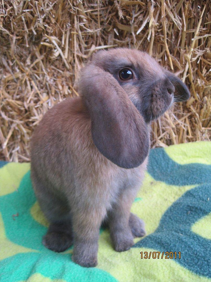 Kanin | Nabi billede 3