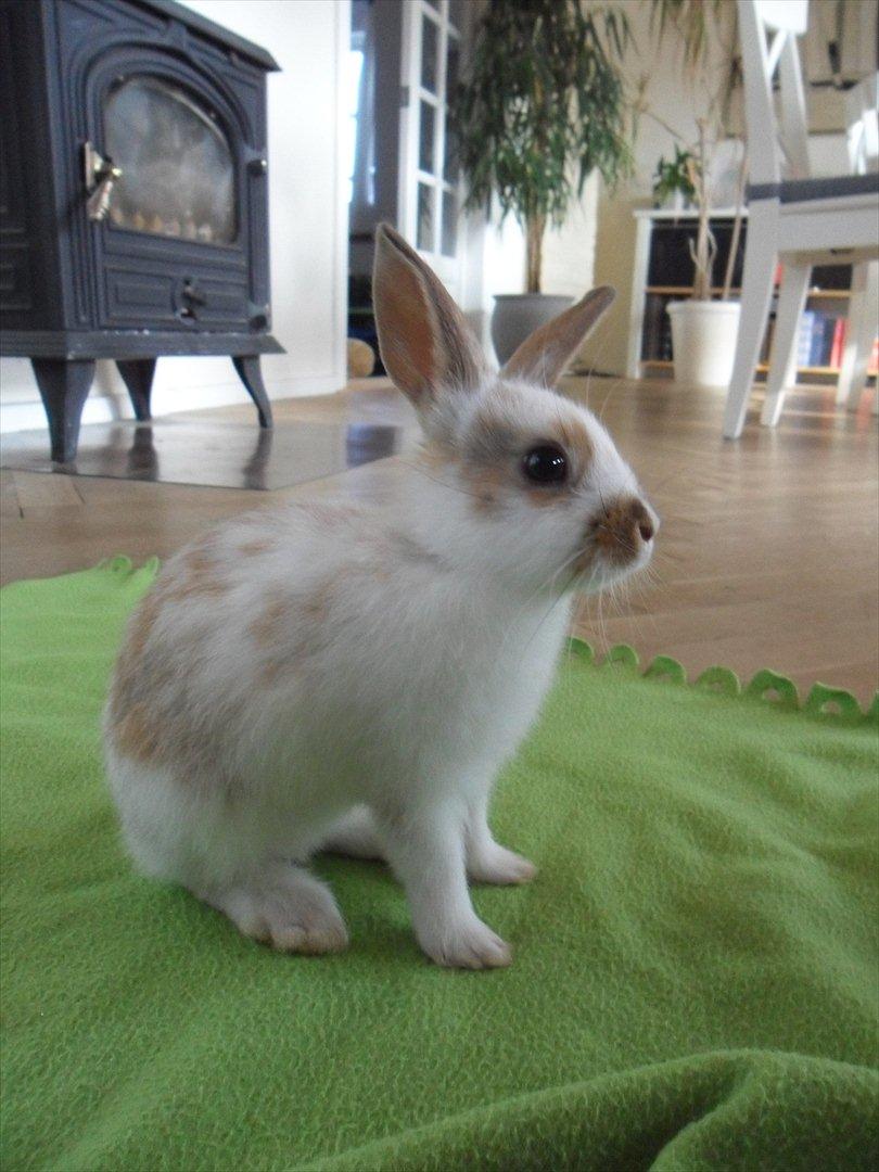 Kanin Majs' lille Chili billede 11