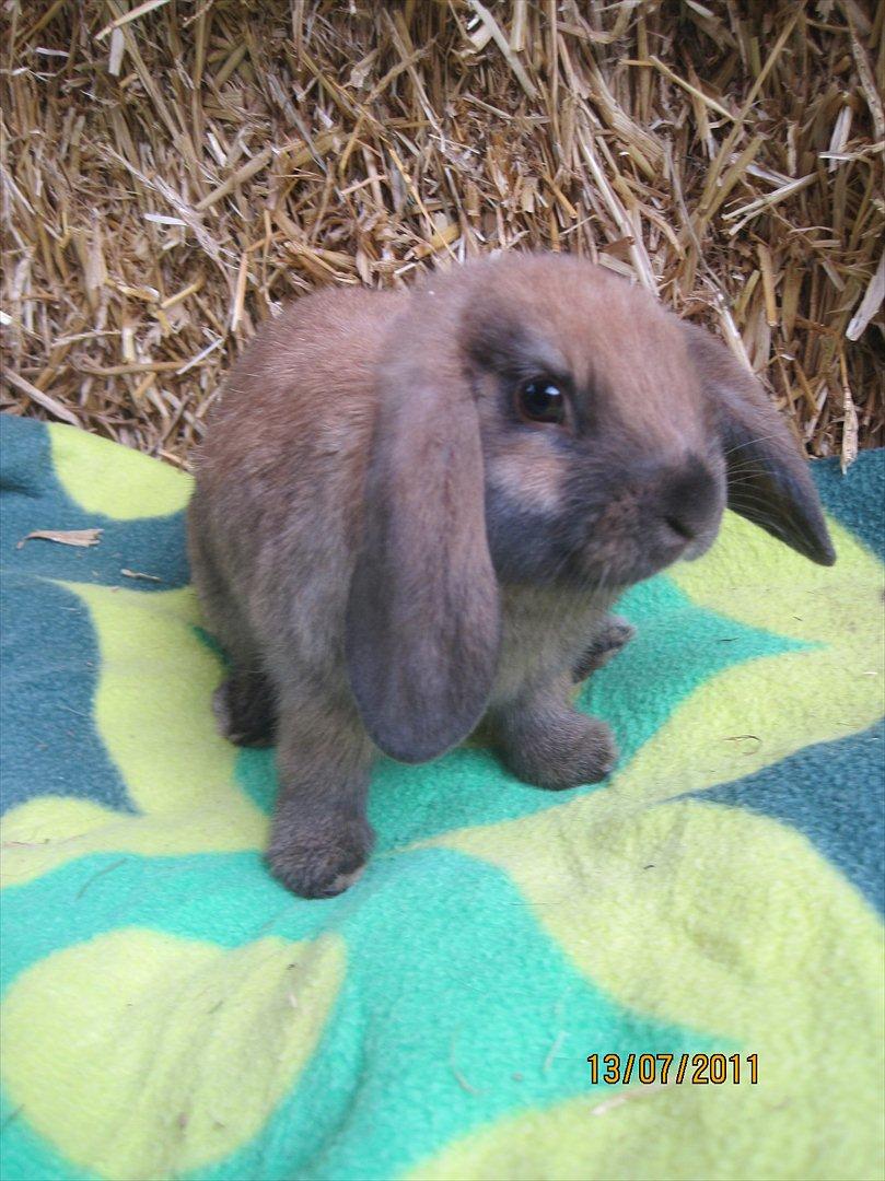 Kanin | Nabi billede 5