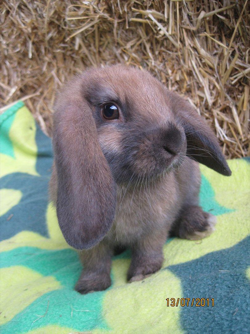 Kanin | Nabi billede 7