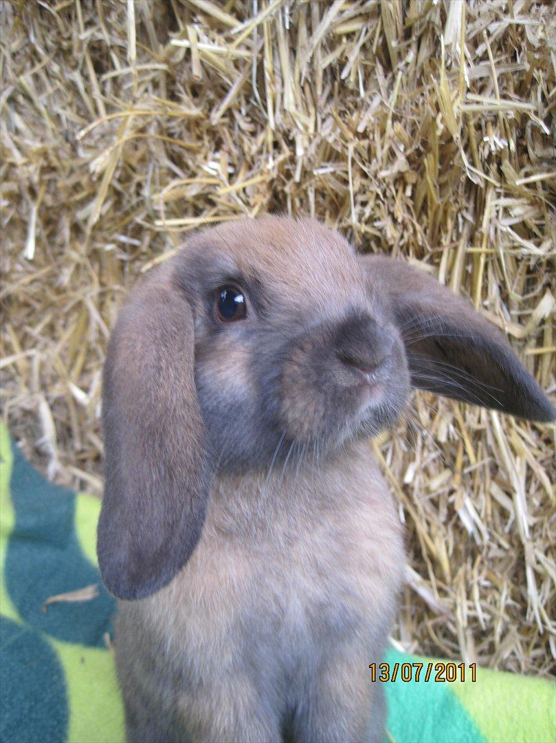 Kanin | Nabi billede 11