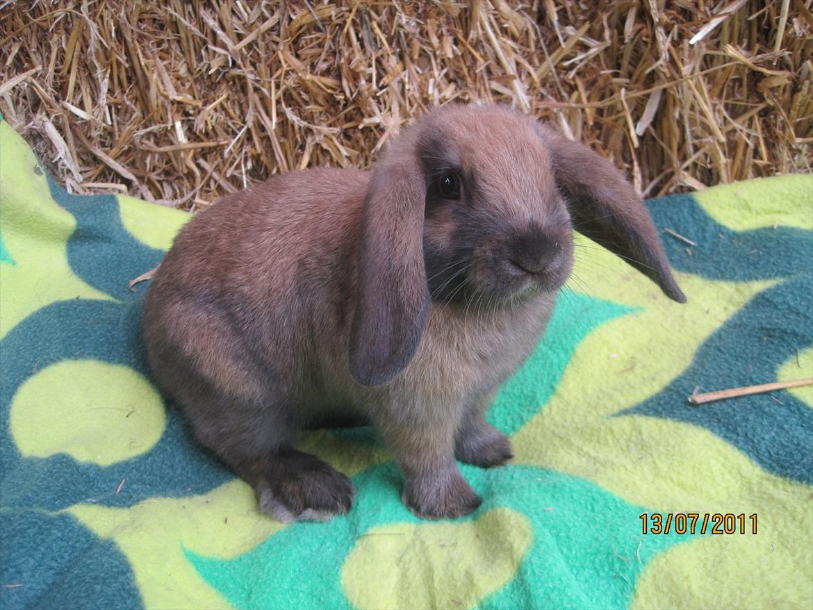 Kanin | Nabi billede 9