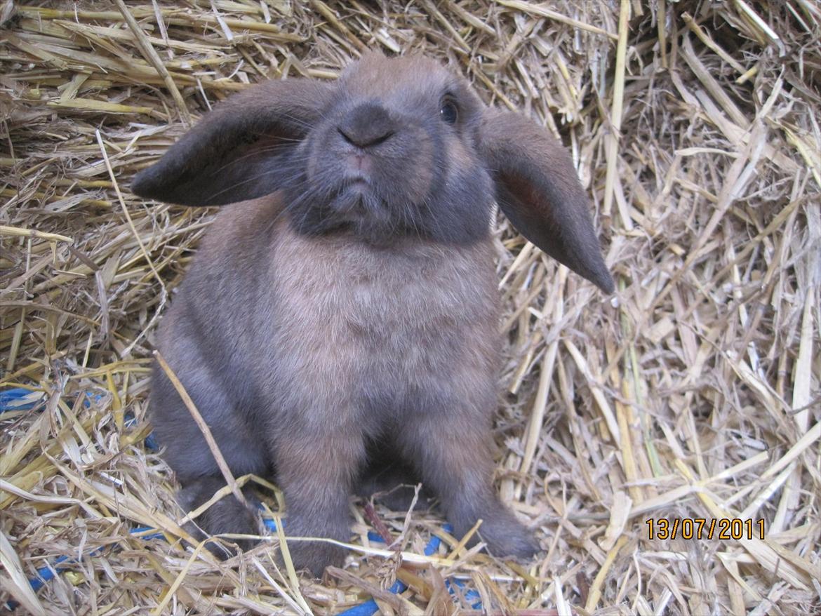 Kanin | Nabi billede 13