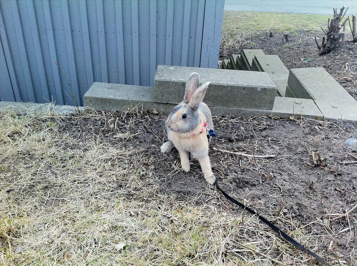 Kanin Mercedes billede 6