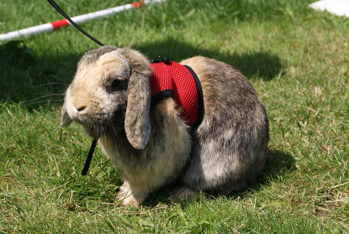 Kanin (DV) Kong Richard I  |Møffe| - Møffe med den nye sele :b 
 billede 12