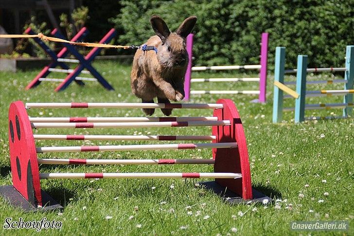 Kanin Ninus - Foto: Caroline Schou billede 6