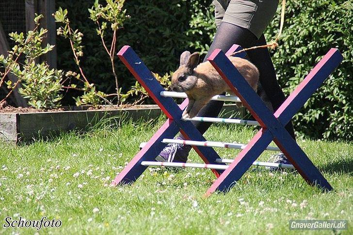 Kanin Ninus - Foto: Caroline Schou billede 7