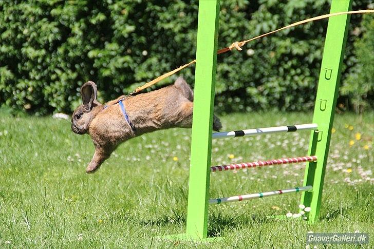 Kanin Ninus - Foto: Lisa A. G.  billede 8