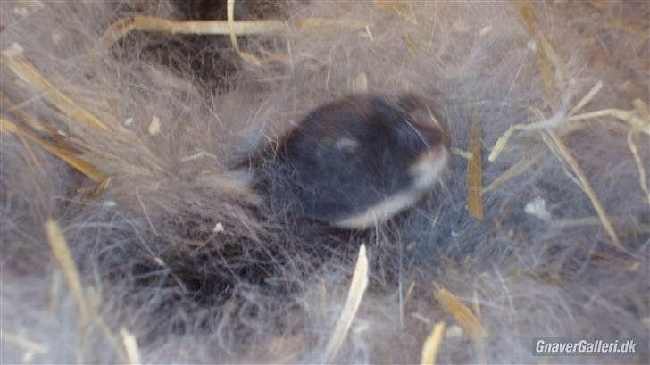 Kanin HJ's Chiquita - 1 uge gammel :) billede 8