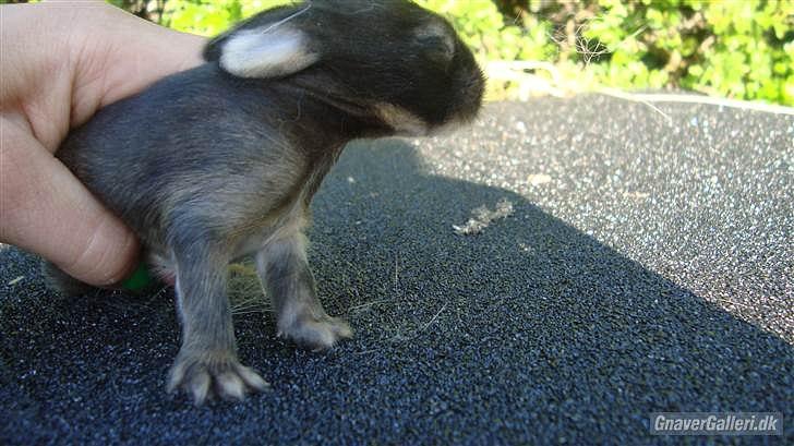 Kanin HJ's Chiquita - Chiquita kun en uge gammel!:D billede 9