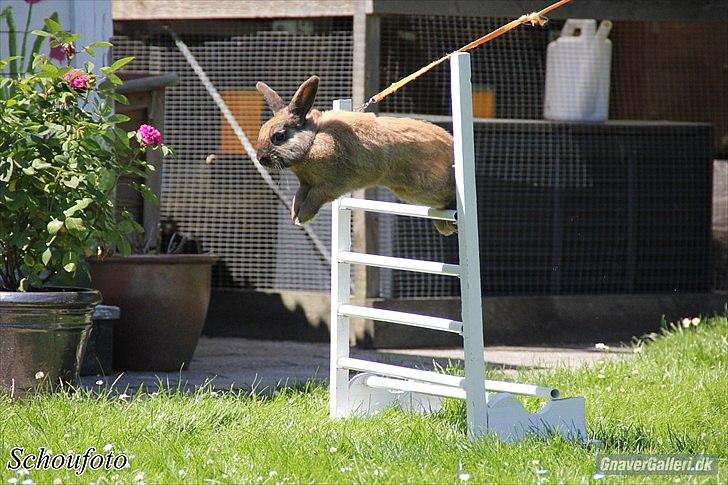 Kanin Ninus - Foto: Caroline Schou billede 9