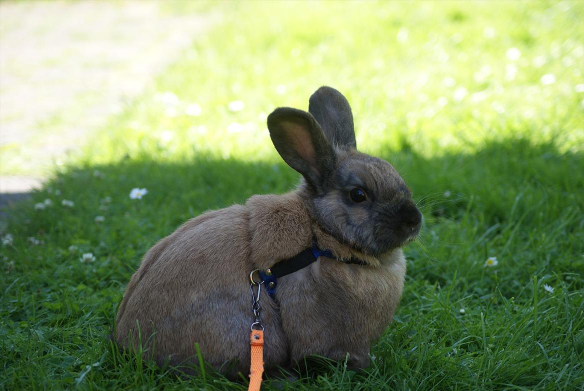 Kanin Ninus billede 3