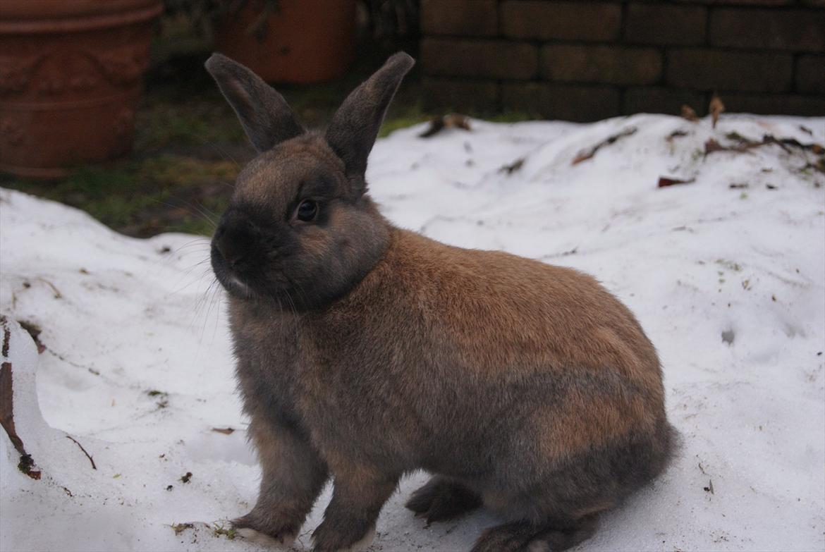 Kanin Ninus billede 1