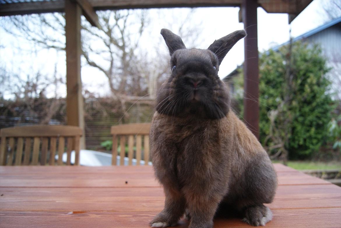 Kanin Ninus billede 11