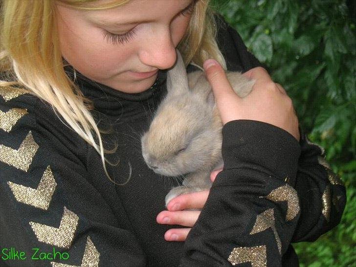 Kanin Zachos Blue Al Jane - Mig og Blue billede 1