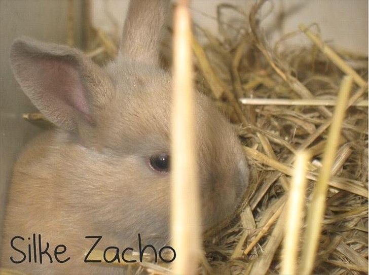 Kanin Zachos Blue Al Jane - Blue billede 3