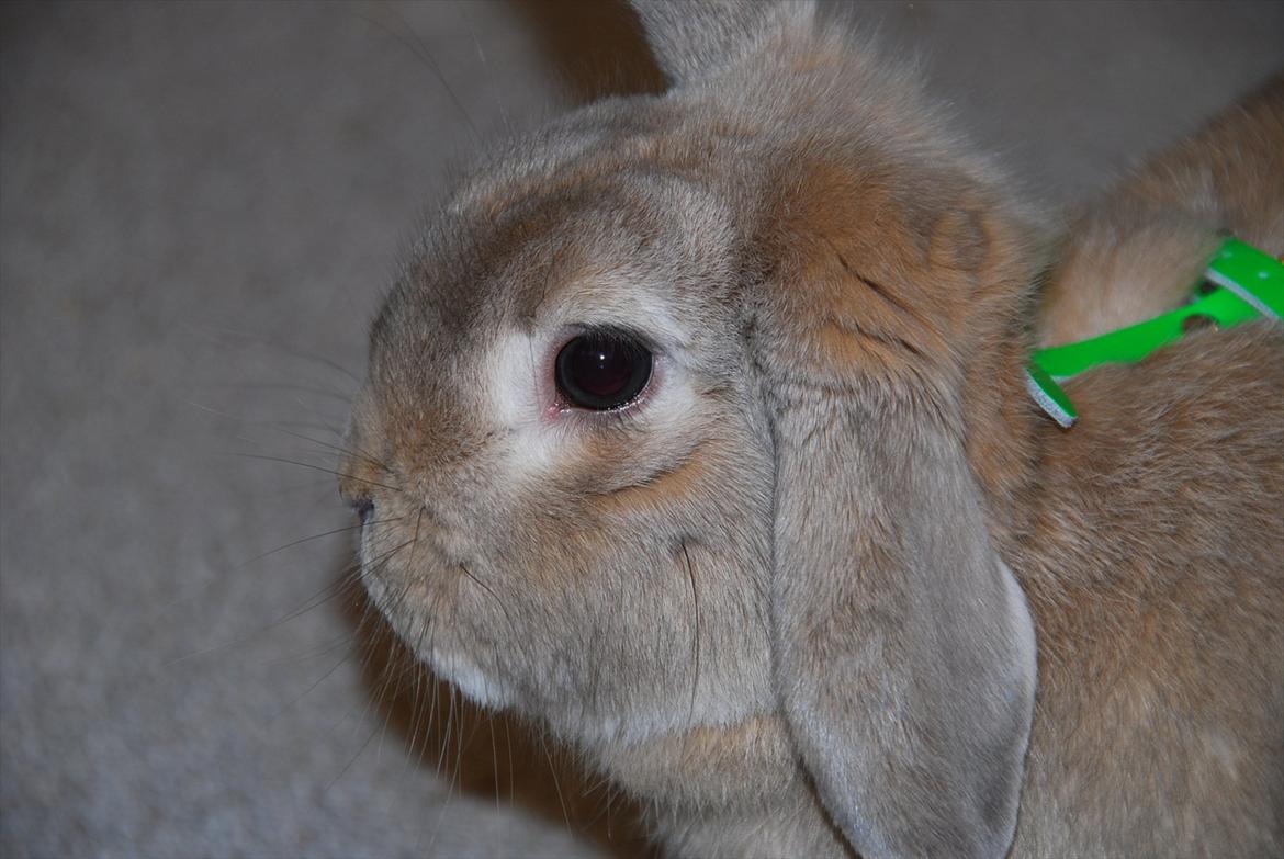 Kanin Pralinens Little Cheaky billede 1