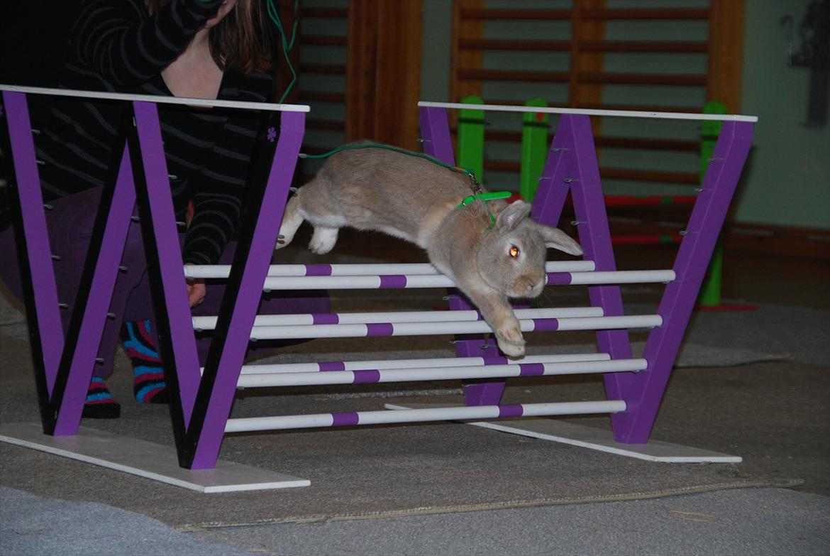 Kanin Pralinens Little Cheaky billede 2