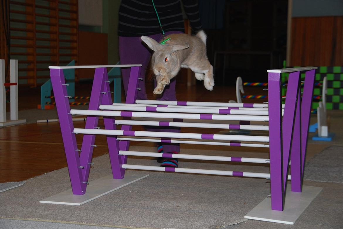 Kanin Pralinens Little Cheaky billede 3