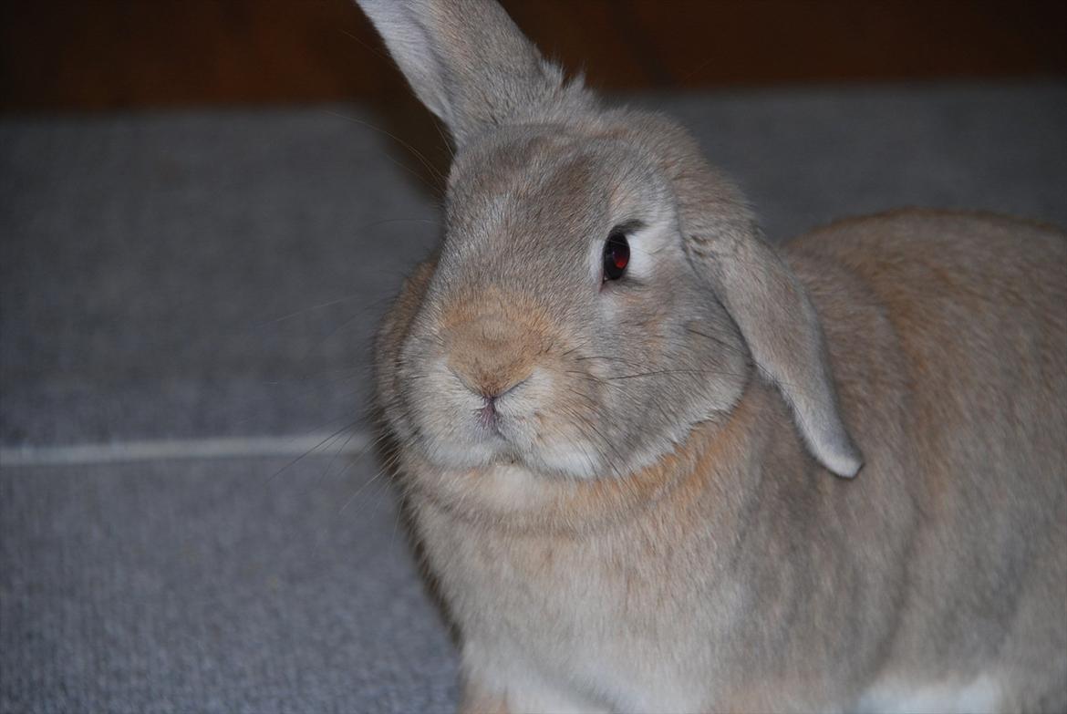 Kanin Pralinens Little Cheaky billede 4