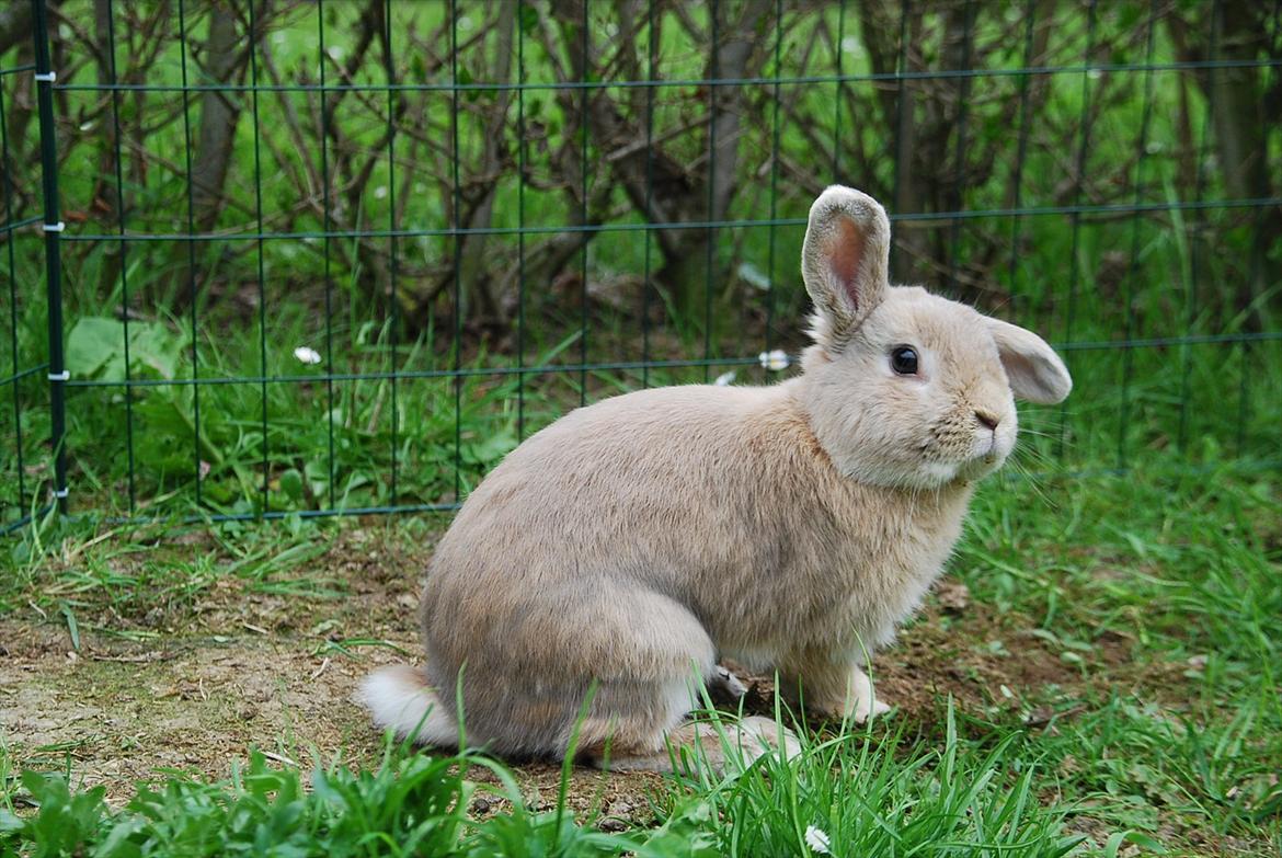 Kanin Pralinens Little Cheaky billede 5