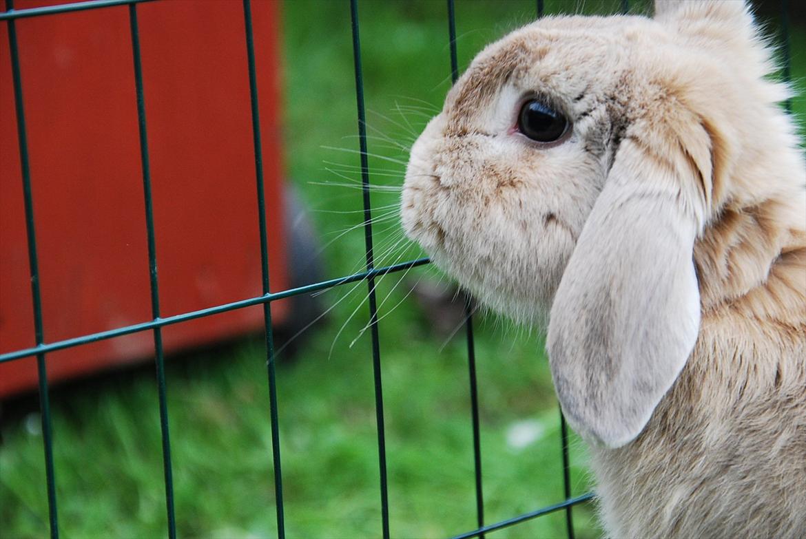 Kanin Pralinens Little Cheaky billede 6