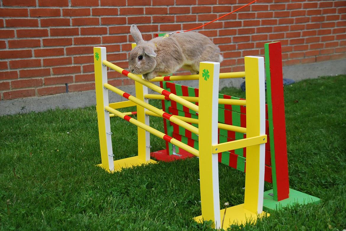 Kanin Pralinens Little Cheaky billede 7