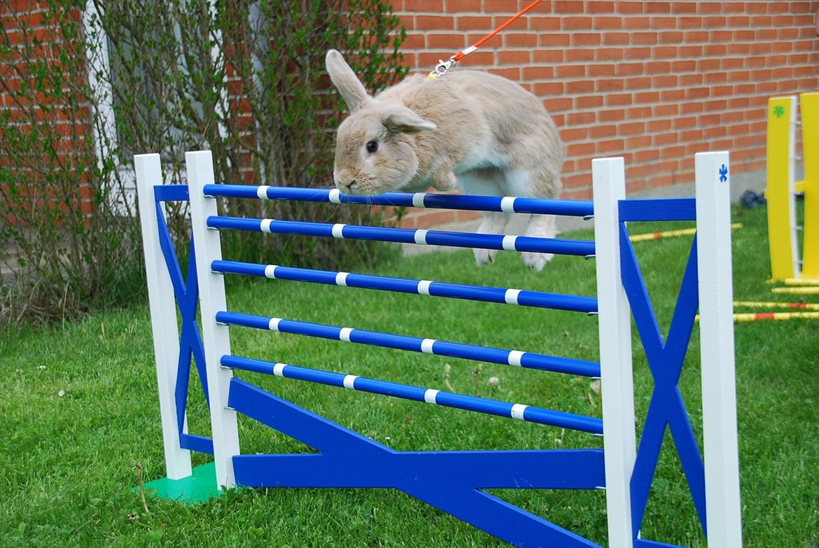 Kanin Pralinens Little Cheaky billede 8