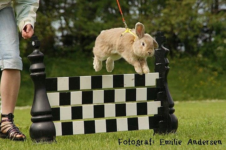 Kanin Pralinens Little Cheaky billede 9