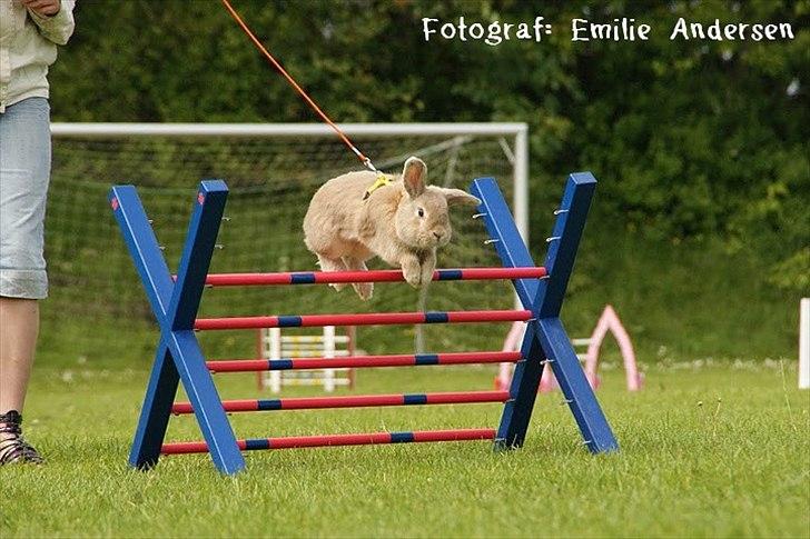 Kanin Pralinens Little Cheaky billede 10