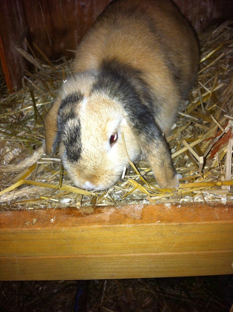 Kanin Gnaske - GNASKE billede 1