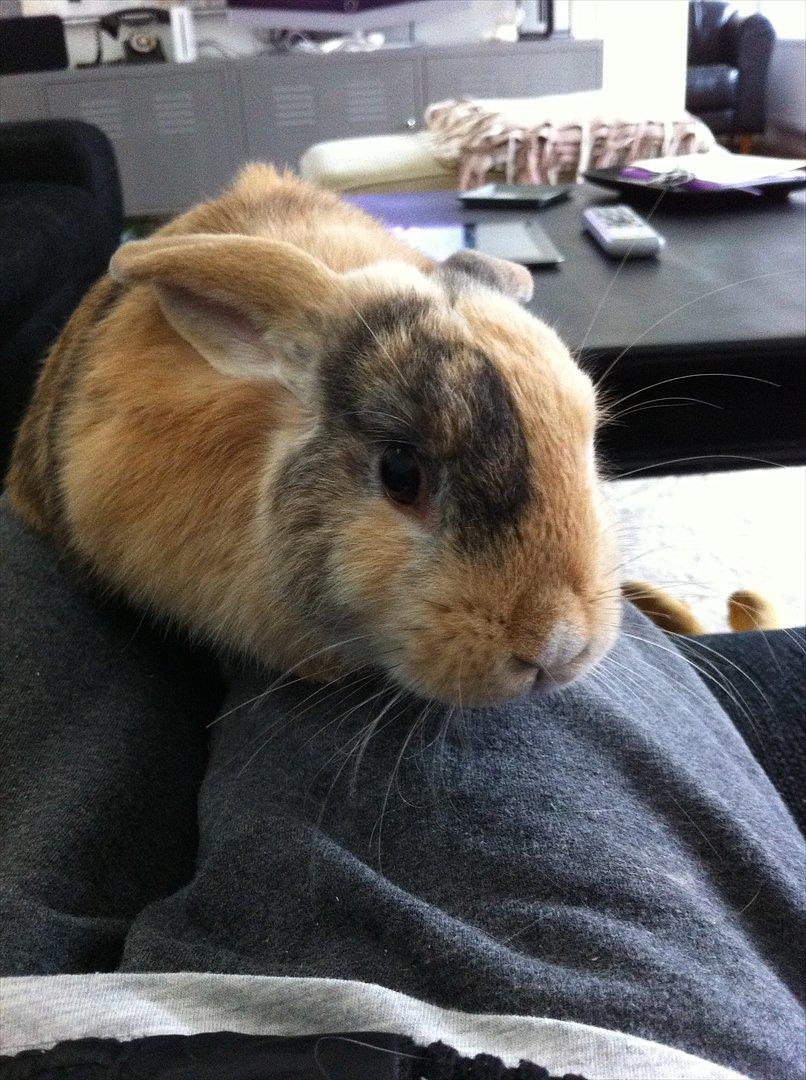 Kanin Gnaske - inde i min stue, imens han bliver nusset med <3 billede 2