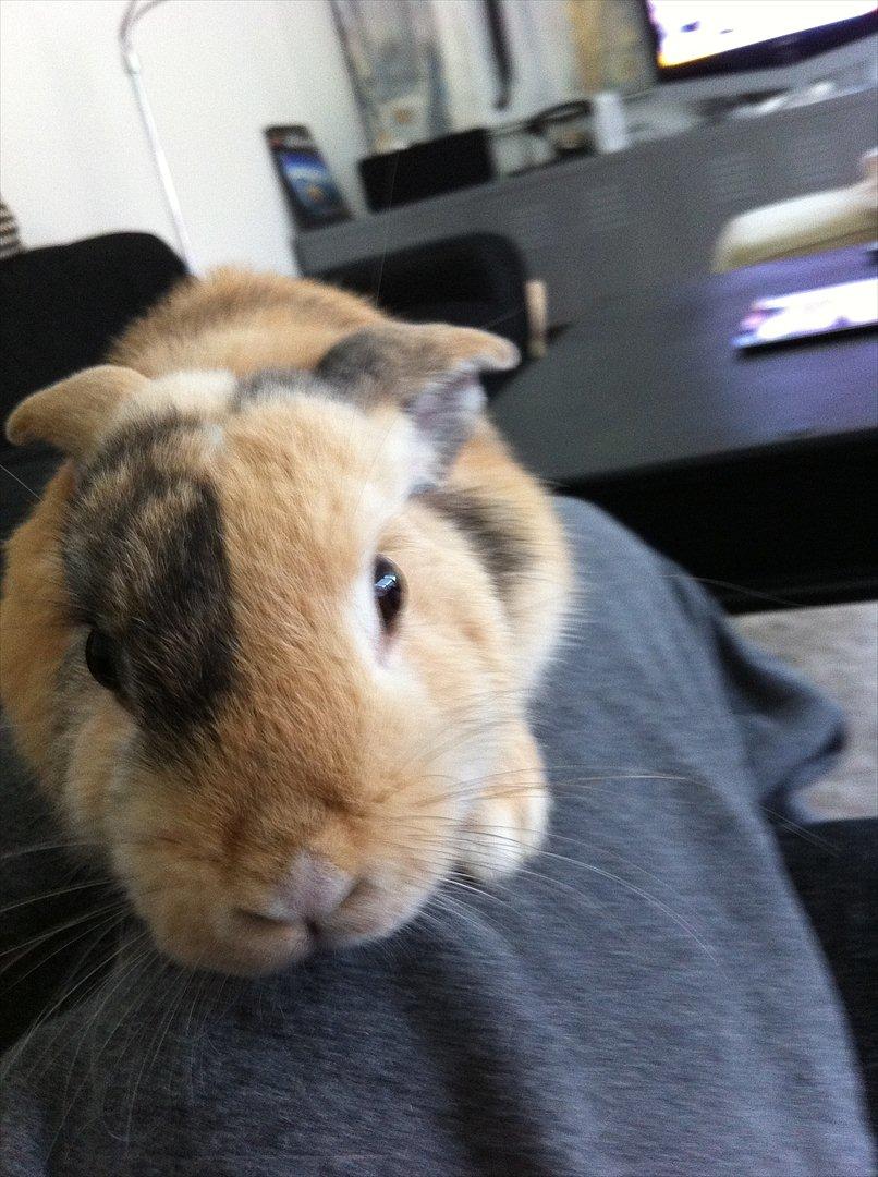 Kanin Gnaske - <3 billede 3