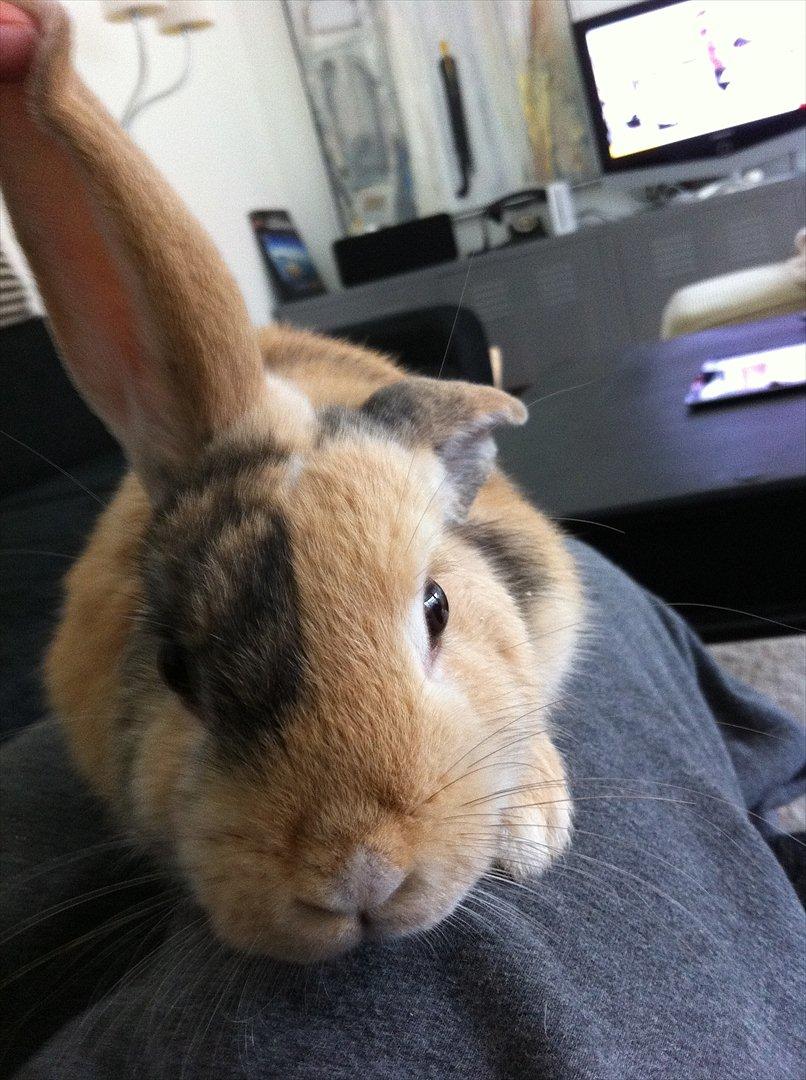 Kanin Gnaske - strit øre :-) billede 4