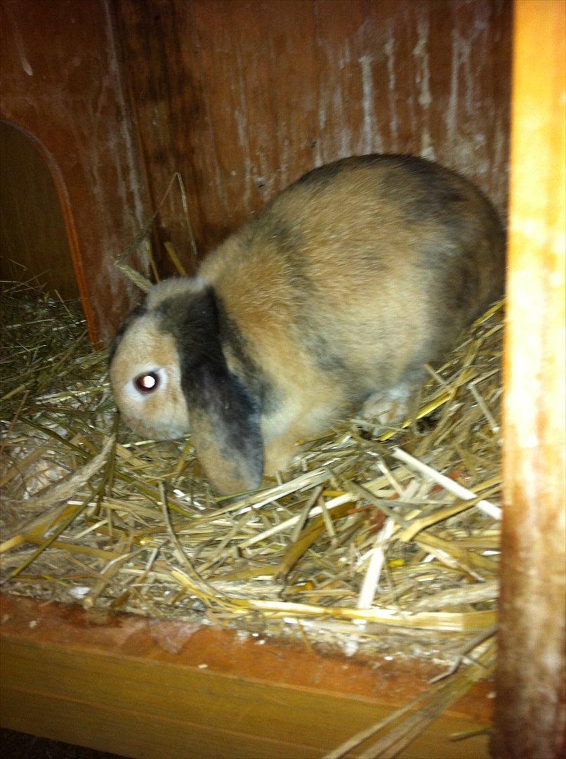 Kanin Gnaske - <3(; billede 5