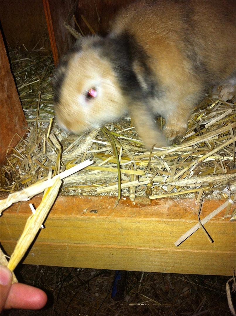 Kanin Gnaske - lille dreng<3 billede 6