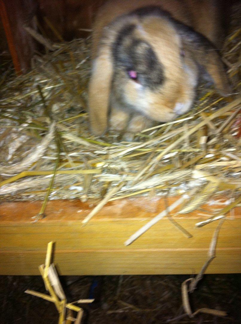 Kanin Gnaske - GNASKE! billede 7