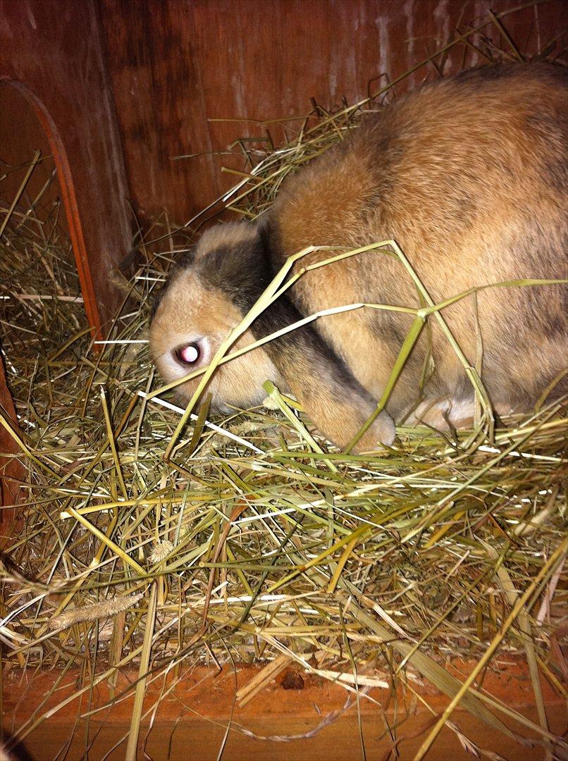 Kanin Gnaske - HAN ELSKER HØ!:-* billede 8