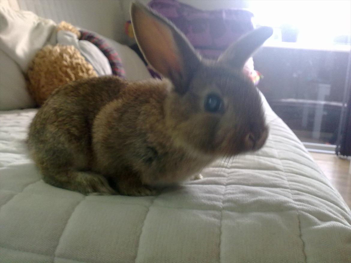 Kanin Blind billede 8