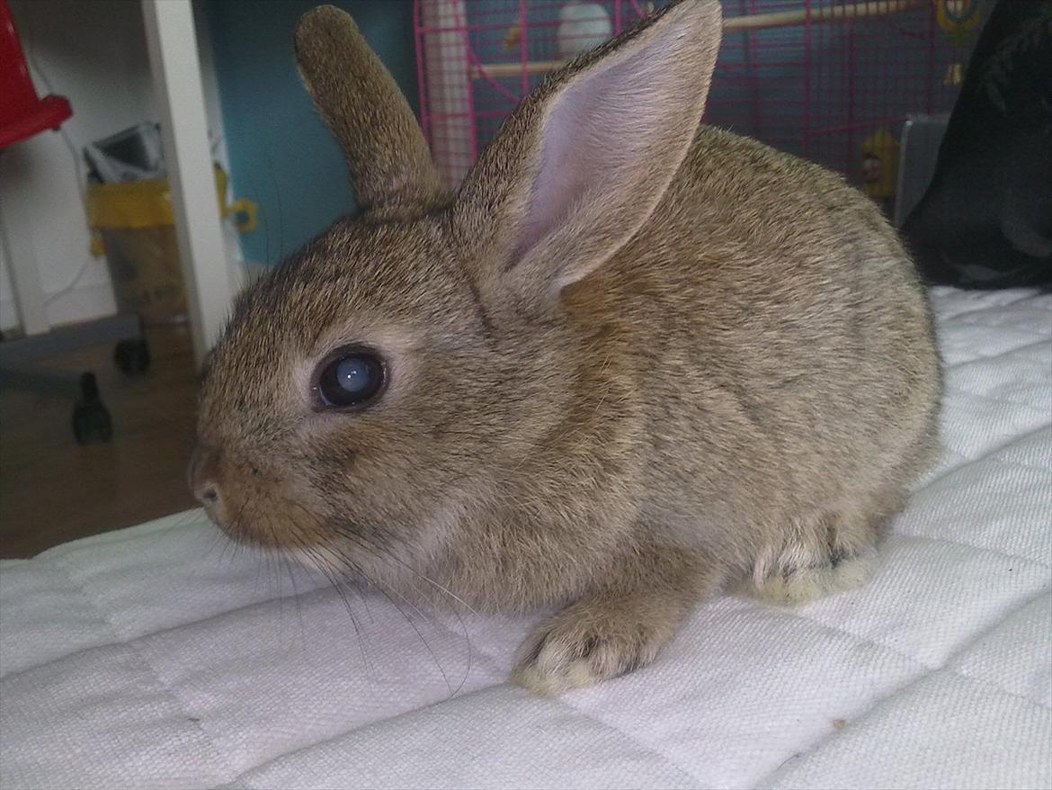 Kanin Blind billede 6