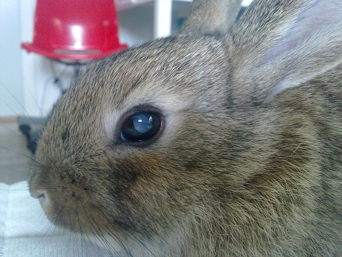 Kanin Blind billede 7