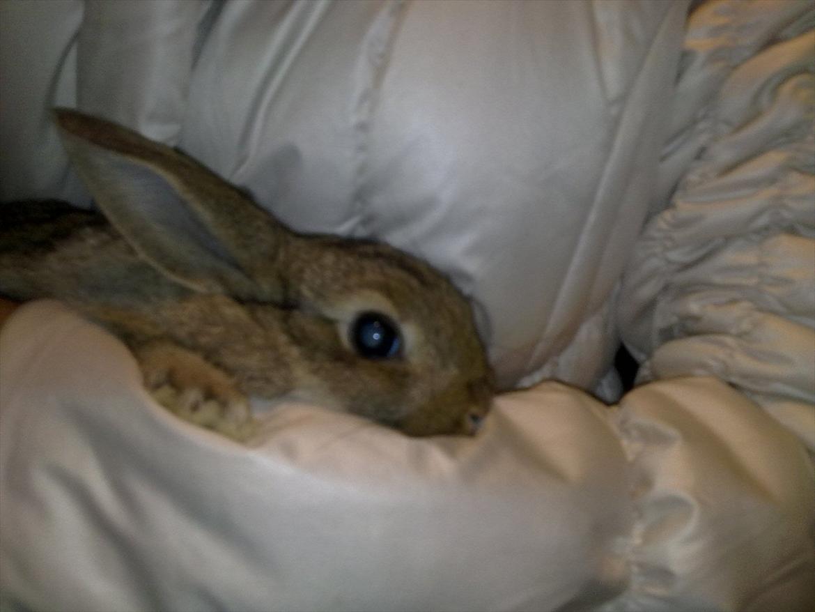 Kanin Blind billede 9