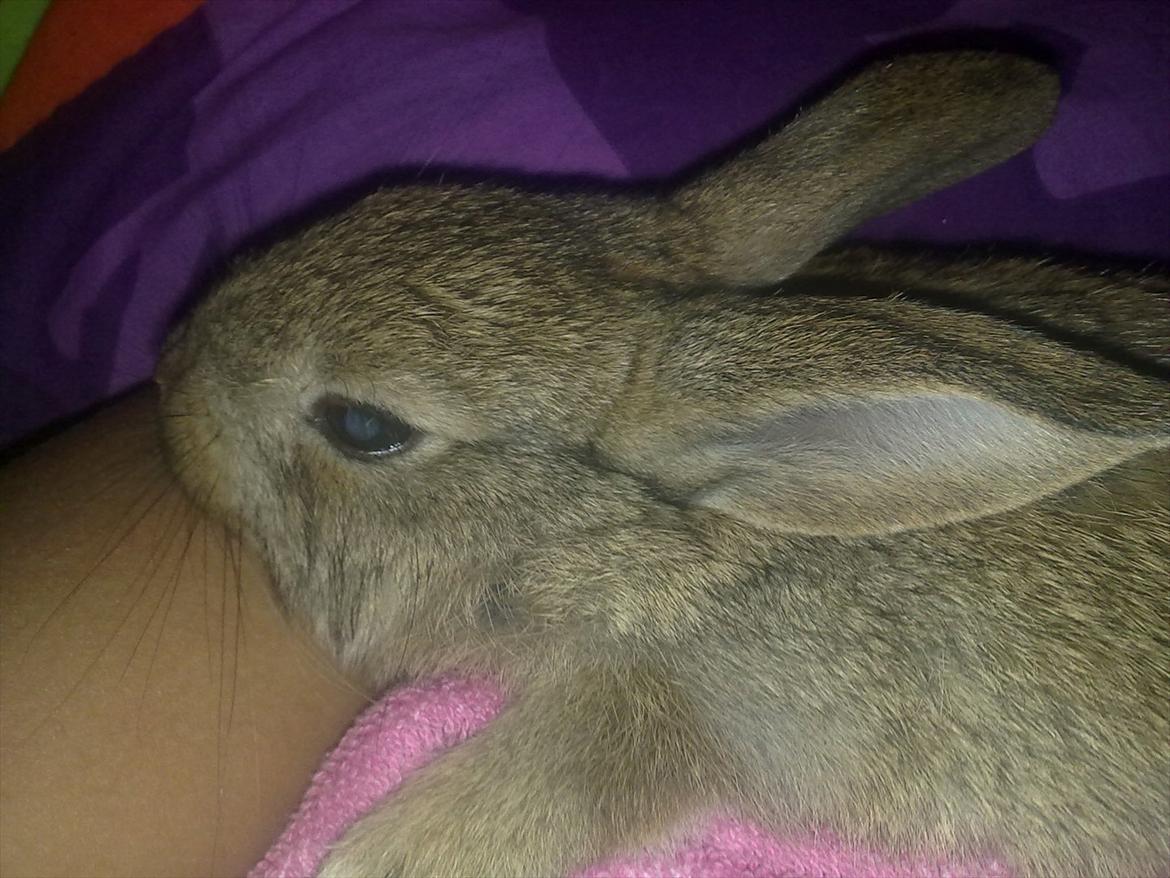 Kanin Blind billede 10