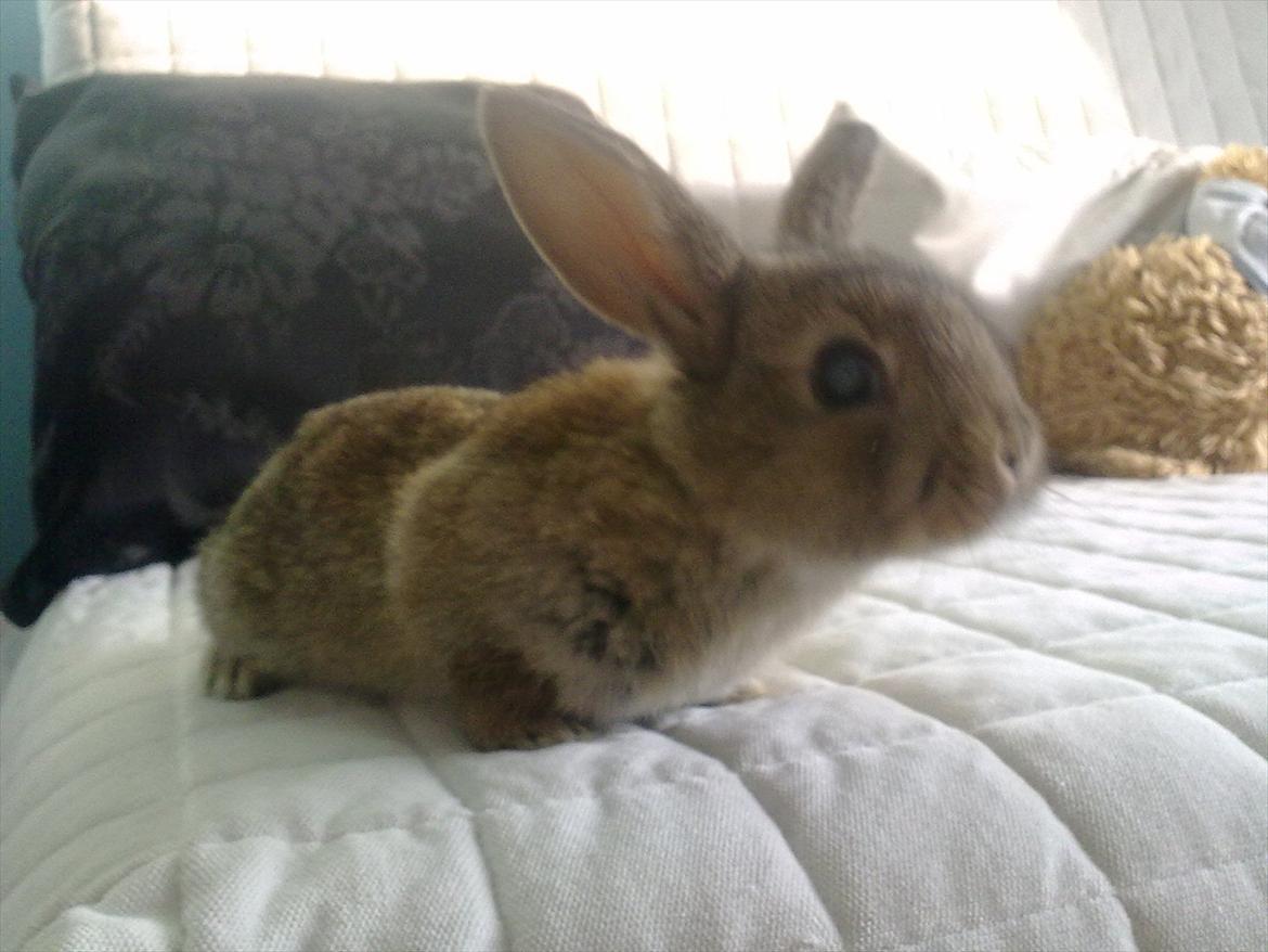 Kanin Blind billede 11