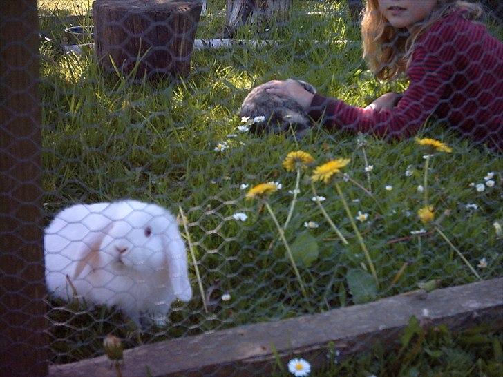 Kanin Snefnug RIP † :'(  - frække ;) billede 2