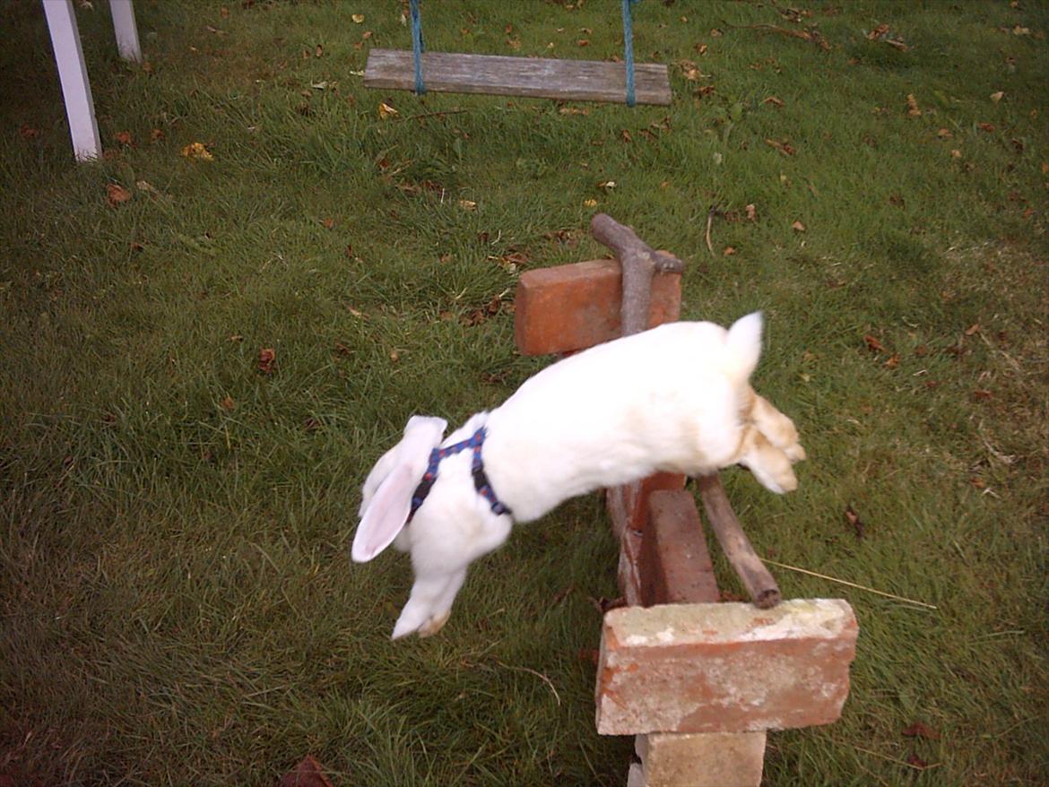 Kanin Snefnug RIP † :'(  - Spriiiing :D billede 3