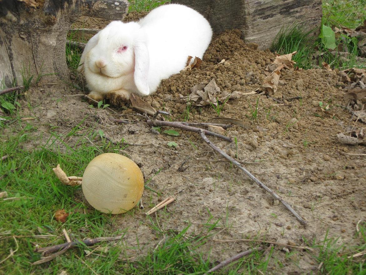Kanin Snefnug RIP † :'(  - det er hårdt at grave!! ;) billede 6